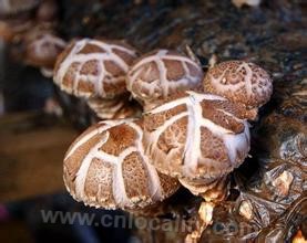 Jingning shiitake mushroom