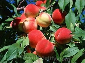Lanting peach