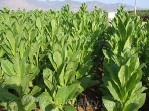 Xinchang oriental tobacco