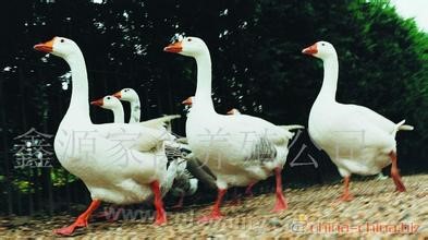 Yue goose