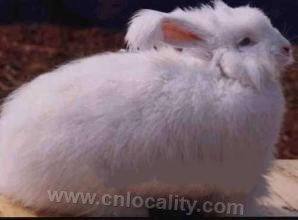 Snow white rabbit