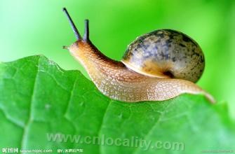 snail