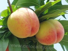 Fengqiao peach