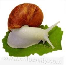 White jade snail
