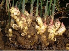 Xinfeng ginger