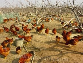 Wang branch sanyuan chicken