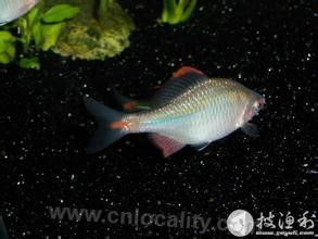 Sole fish