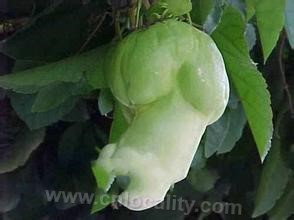 Dengaku ginseng fruit