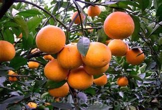 Huangshawu citrus
