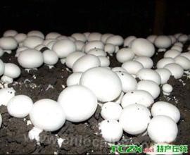 Xindanghu fresh mushrooms