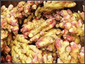 Ginger with red claw