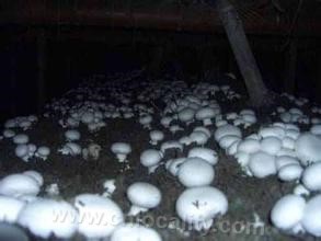 Jinhu mushroom