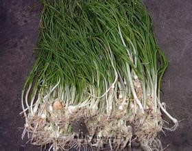 Onion