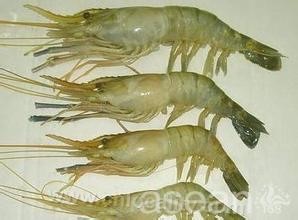 Litopenaeus litchii