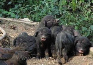 Bijie kole pig